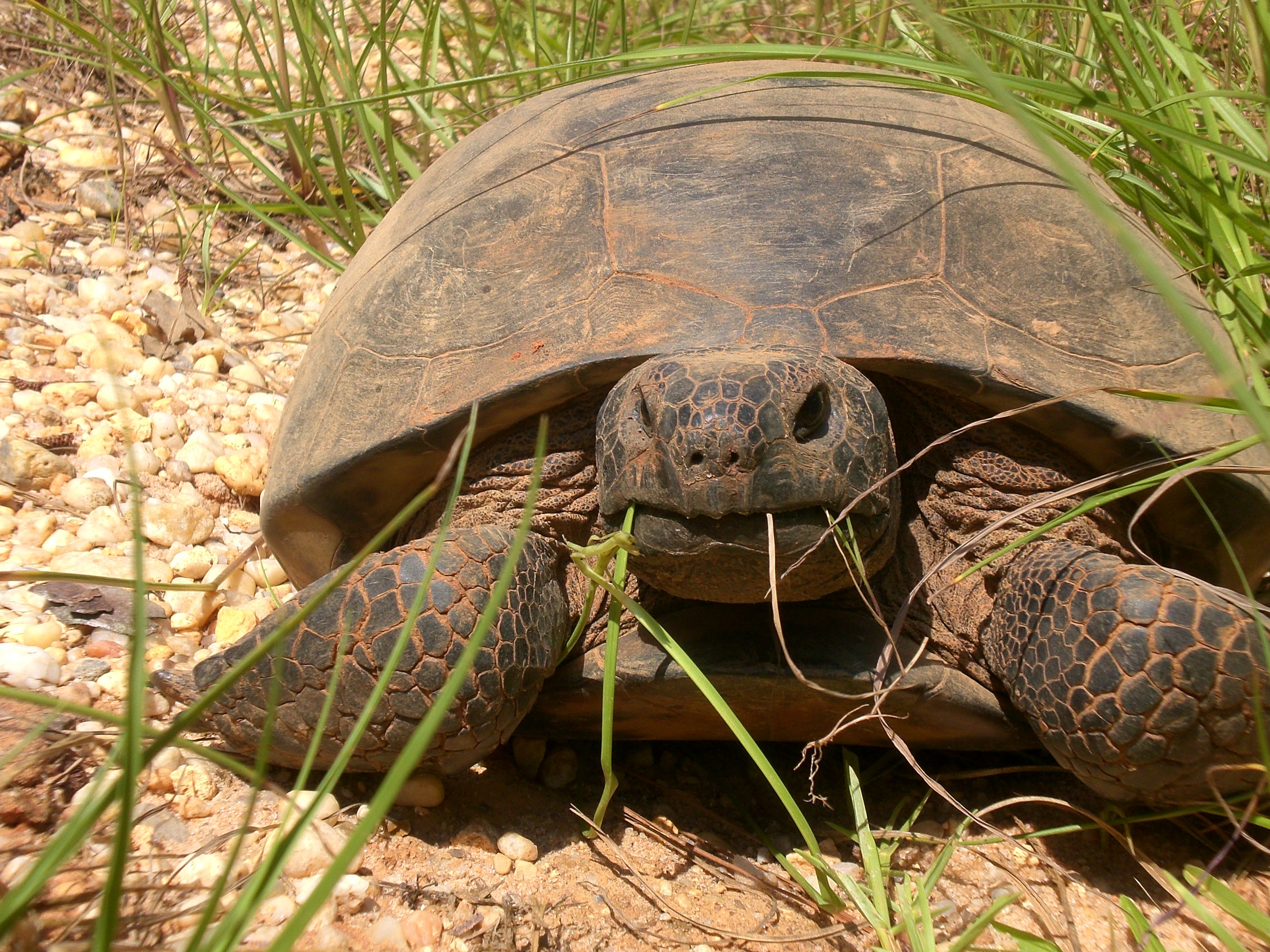 gopher-tortoise-outdoor-alabama